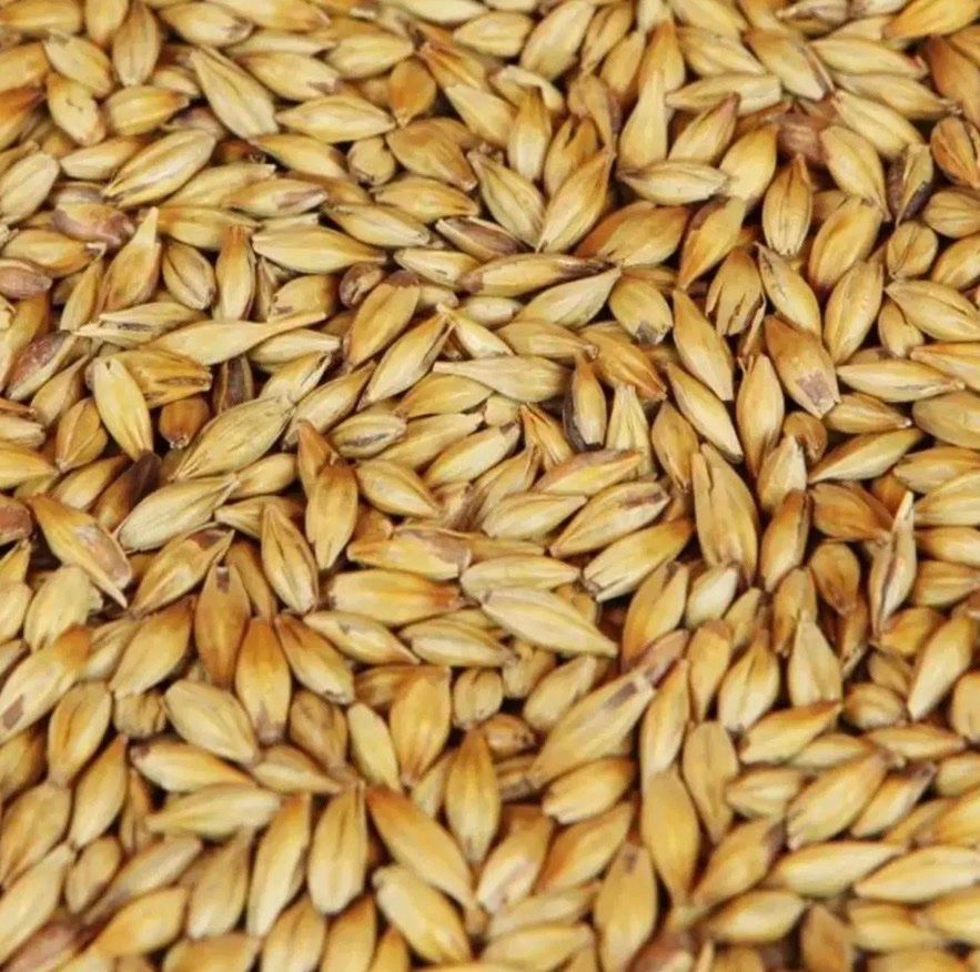 Cibi & Specialità: Bio-Weizen und Bio-Gerste – Usato da Bern venduto da gre_rsw6