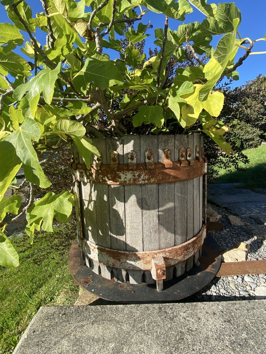 Plantes & graines: Feigenbaum mit antikem Teil einer Mosti – D'occasion à Buochs par H16 7