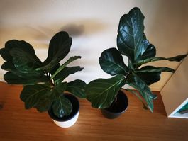 2 Geigenfeigen, Ficus lyrata Pflanze. 90 und120 cm