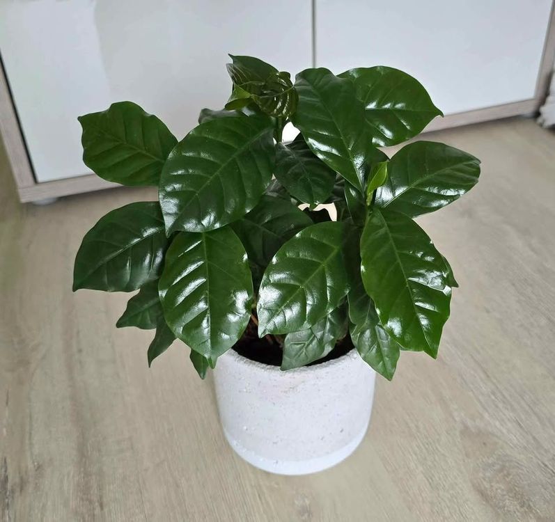 monstera teuer XXL Monstera mit Stab bestellen – Green Me Up main image 1