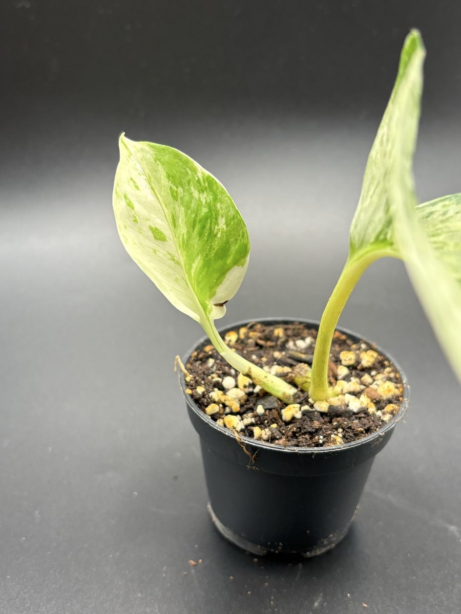Piante & sementi: Epipremnum Pinnatum Marble Queen (1-1) – Nuovo e nell'imballaggio originale da Basel venduto da Pink_White 1