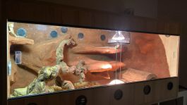 Grosses Terrarium mit Rückwand, inkl. Lampen
