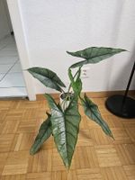 Alocasia Dragon’s Breath 