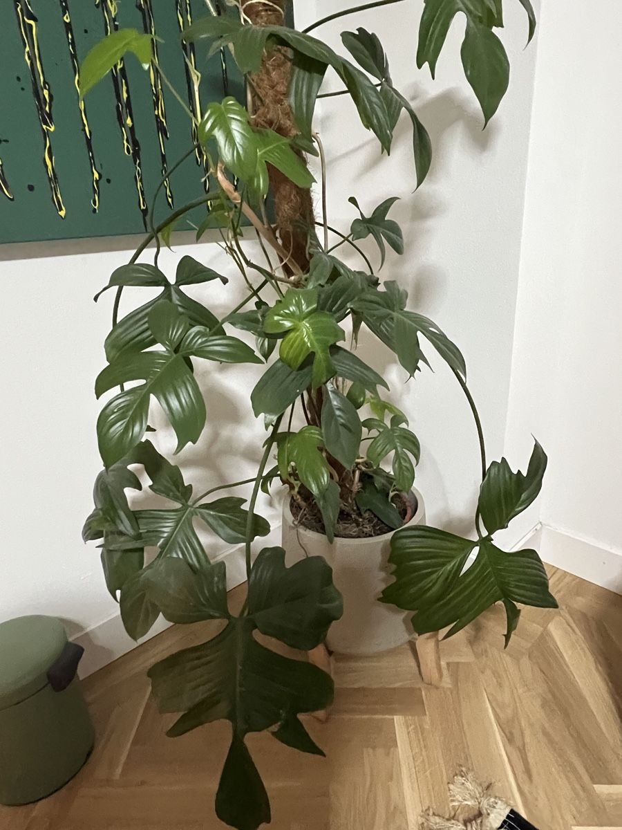 Piante & sementi: Grosse Philodendron ‘Florida Ghost’, ohne Topf – Usato da Zürich venduto da Swissbock 1