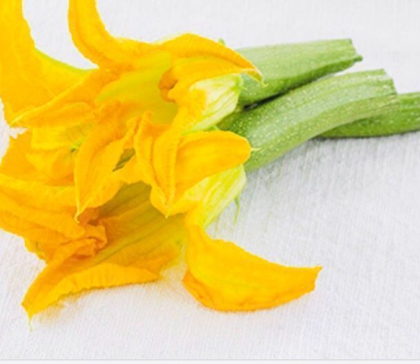 Pflanzen & Samen: Zucchini multi Blume XL 10 Samen – Neu und originalverpackt aus Rovio von POSITIFFARTandPLANTS 3
