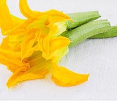 Zucchini multi Blume XL 10 Samen
