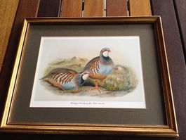 Schönes Bild John Gould - 🦚