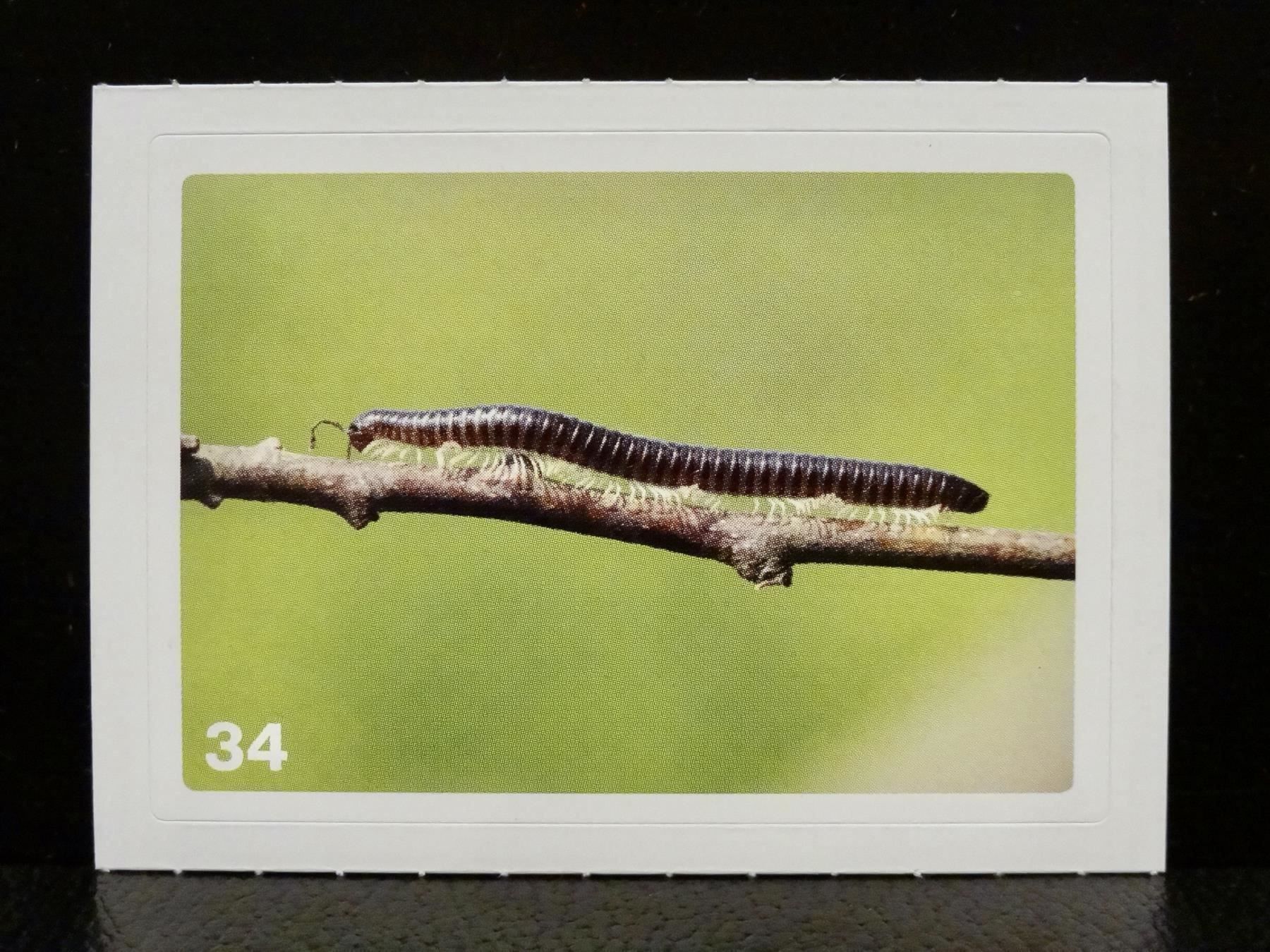 Migros Sammelbilder & Trading cards: MIGROS MANIA Nature Detectives Nr. 34 – Neu und originalverpackt aus Kerzers von zimmergruen