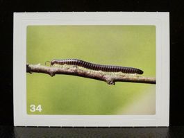 MIGROS MANIA Nature Detectives Nr. 34