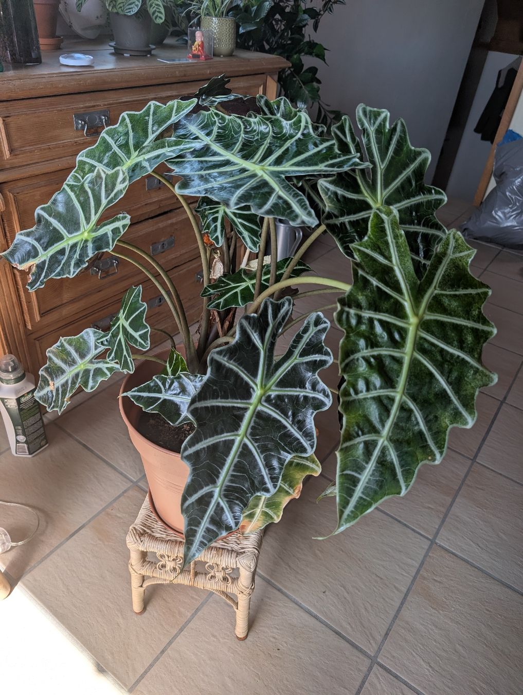 Piante & sementi: Alocasia Zimmerpflanze – Usato da Hermetschwil-Staff venduto da ospaar 1