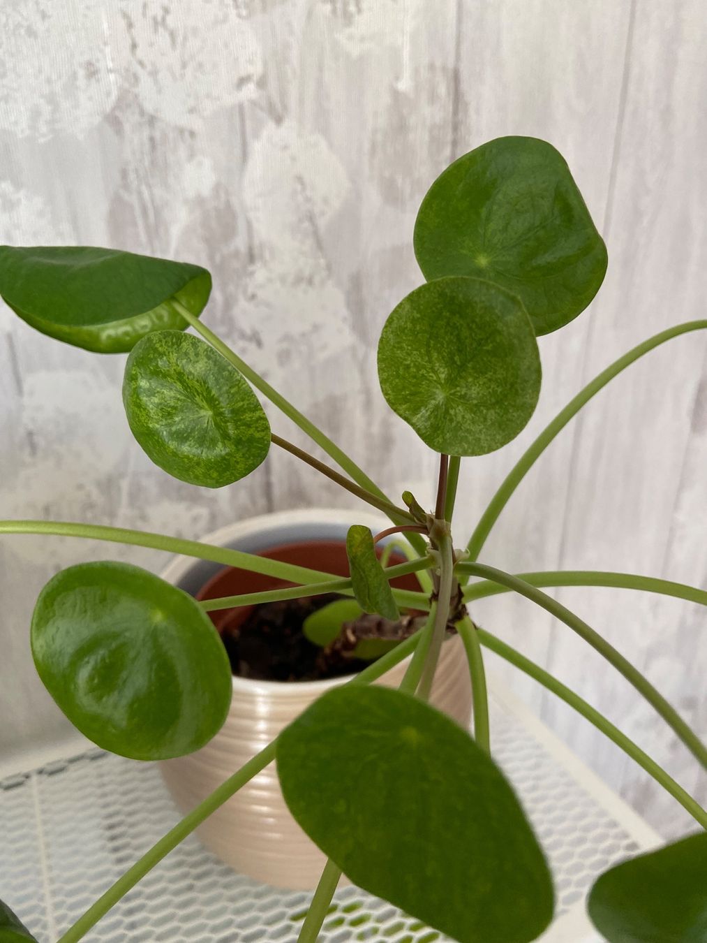 Piante & sementi: Pilea mojito – Usato da Zürich venduto da Potatoe543 3