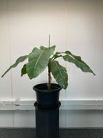 Zierbananenpflanze im Topf guter Zustand