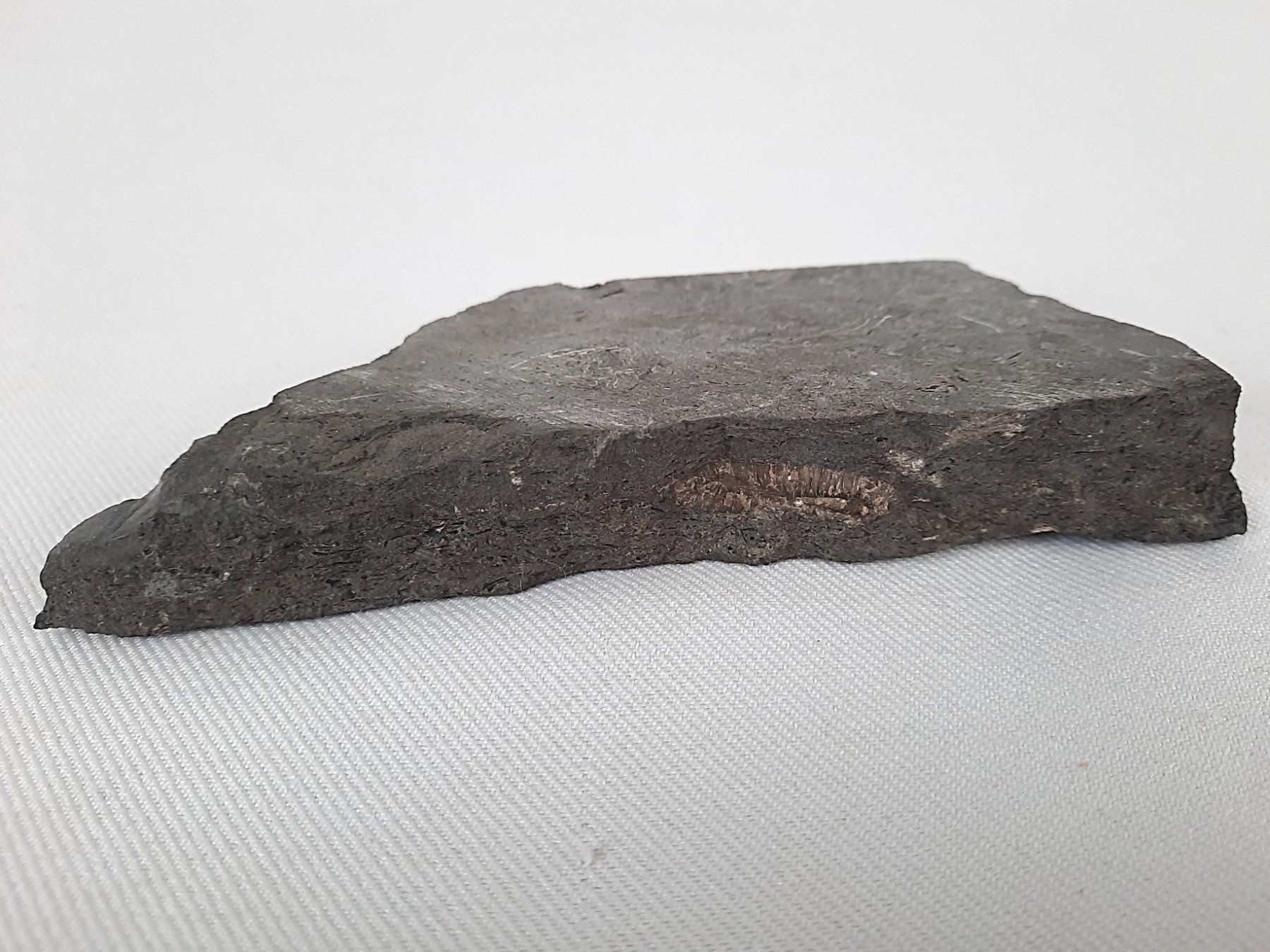 Fossili: Fossiler Haifischzahn und Donnerkeil – Usato da Beinwil am See venduto da Restwert_Beinwil 3