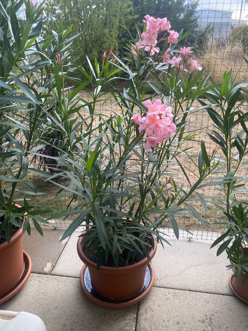 Plantes & graines: Oleander hellrosa, Höhe 125 cm – Neuf (Voir description) à Alchenflüh par smart- 2