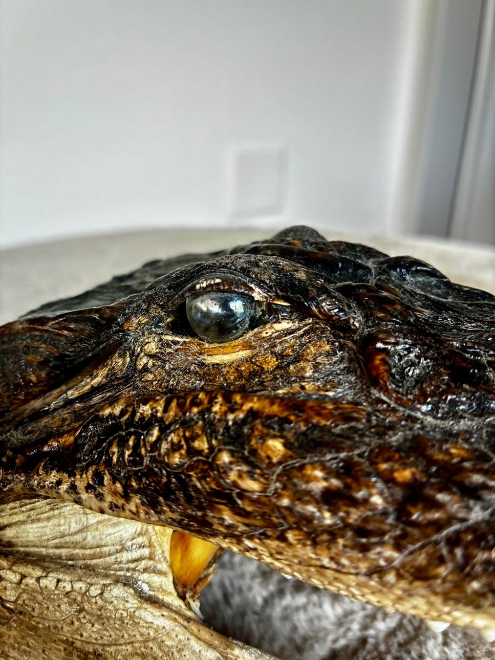 Il mondo degli animali: Krokodil Kopf..TOP präpariert..1A klasse.. – Nuovo (secondo la descrizione) da Weiach venduto da godsavethequeen 2
