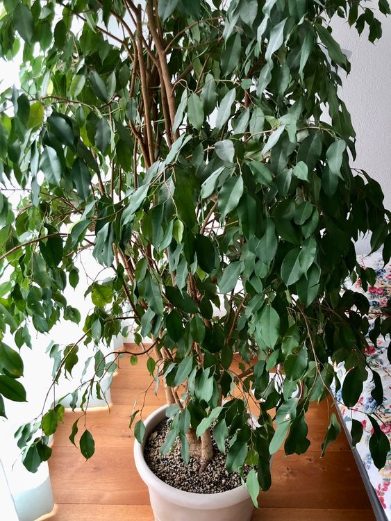 Kunst-Ficus Benjamini – 110 Cm Großer Kunstbaum Für Wohnung & Balkon