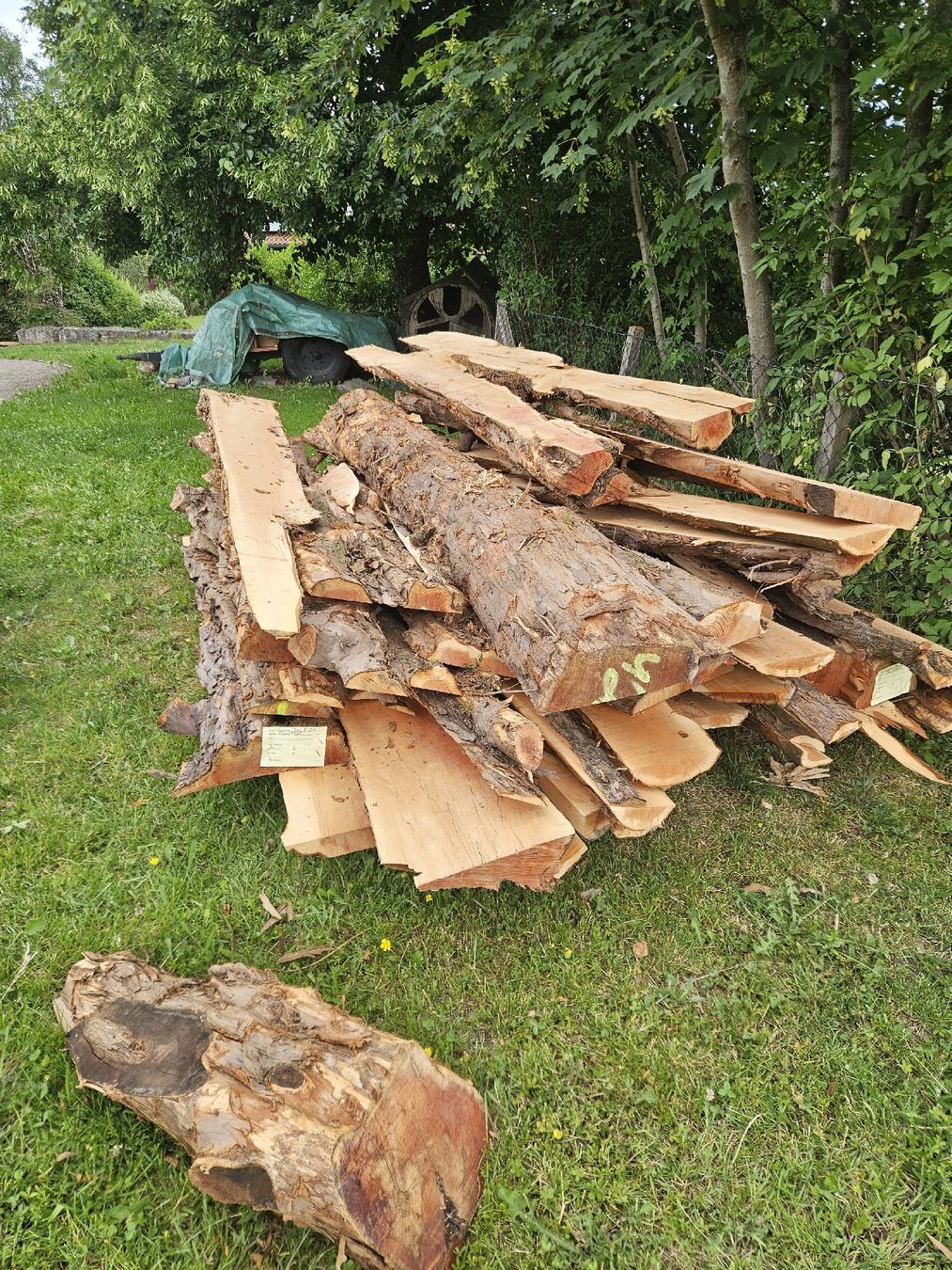 Articoli in legno: Eibenabschnitte  – Nuovo (secondo la descrizione) da Gontenschwil venduto da Studi1958 3