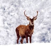 Serviette winter deer (1543) 2Stk.