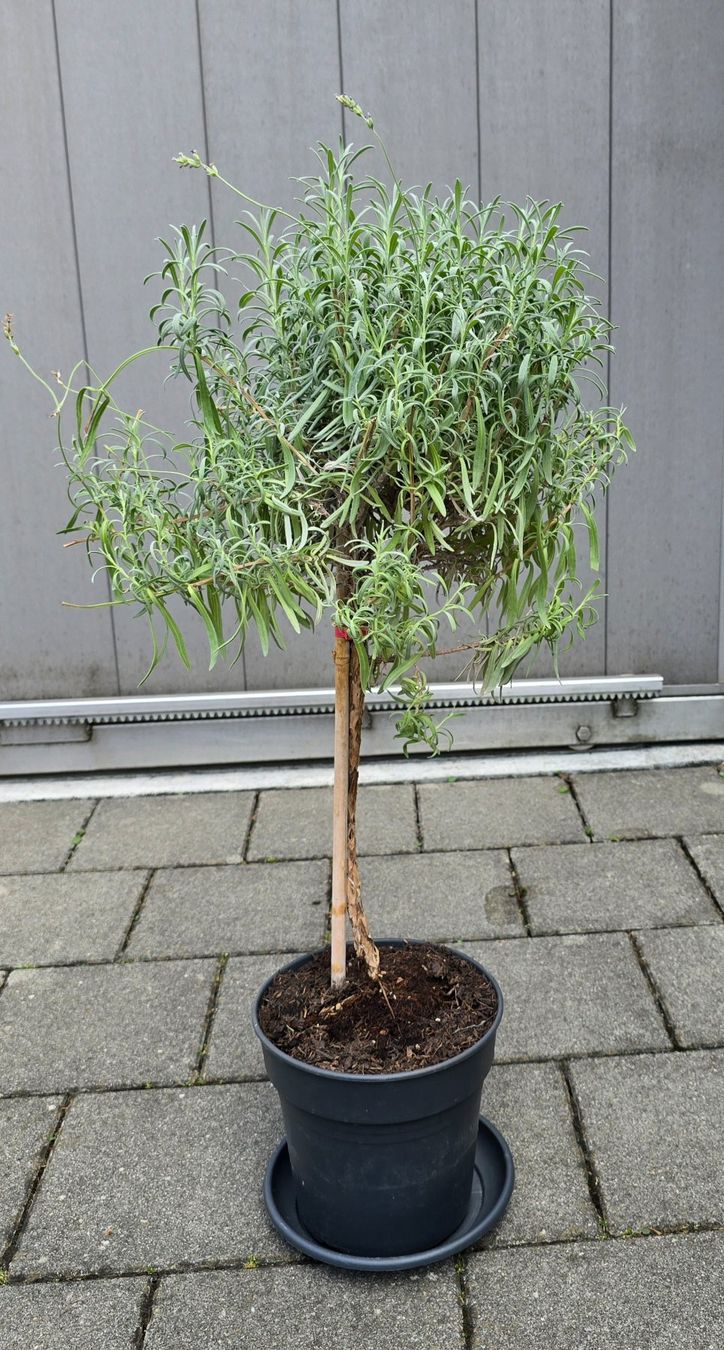 Pflanzen & Samen: Lavendel Hochstamm – Gebraucht aus Aarburg von popkorn65 1