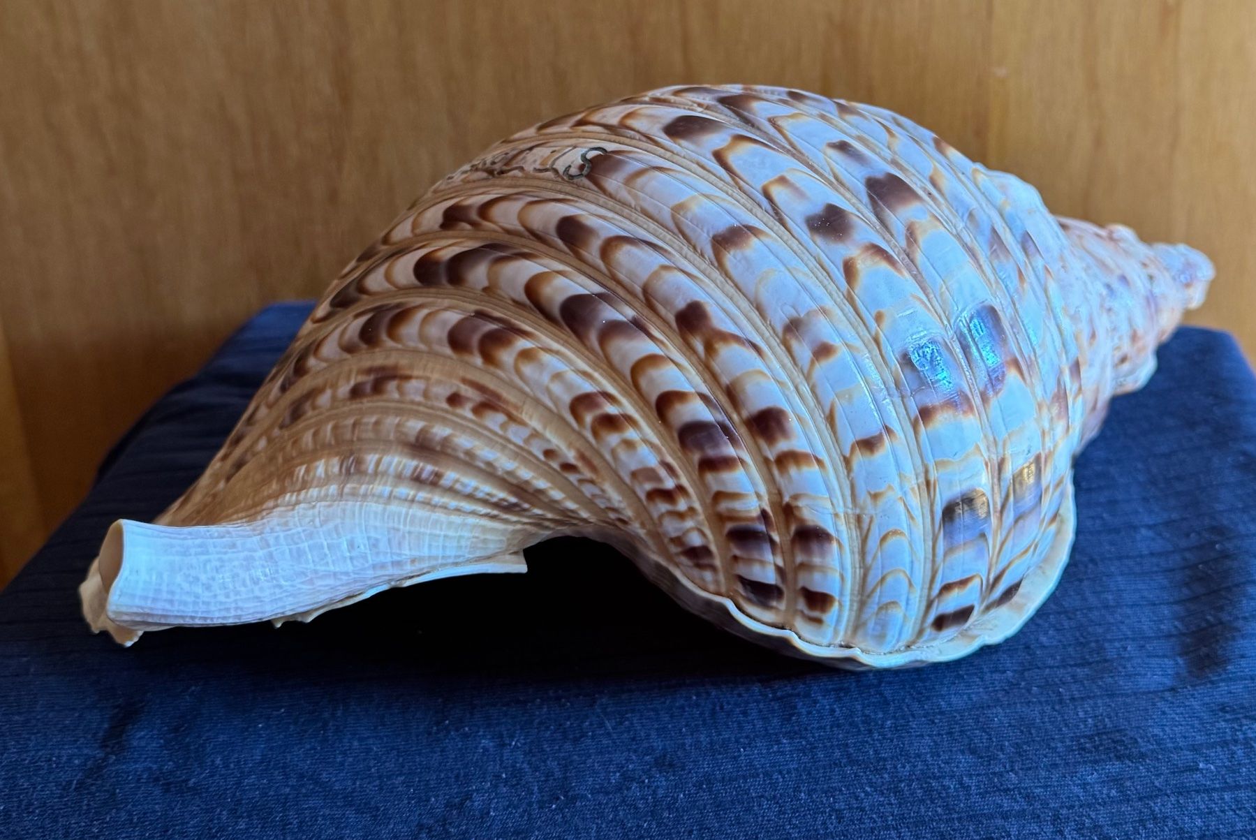 Fossili: Muschel 35cm gross intakt – Usato da Grabs venduto da Barbstucky 1