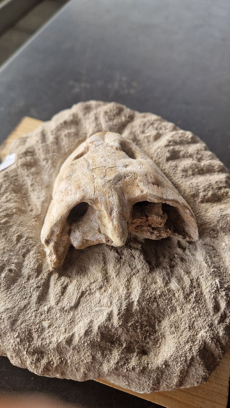 Fossilien: Fossiler Schnappschildkröte – Gebraucht aus Niederhasli von rehauge01 7