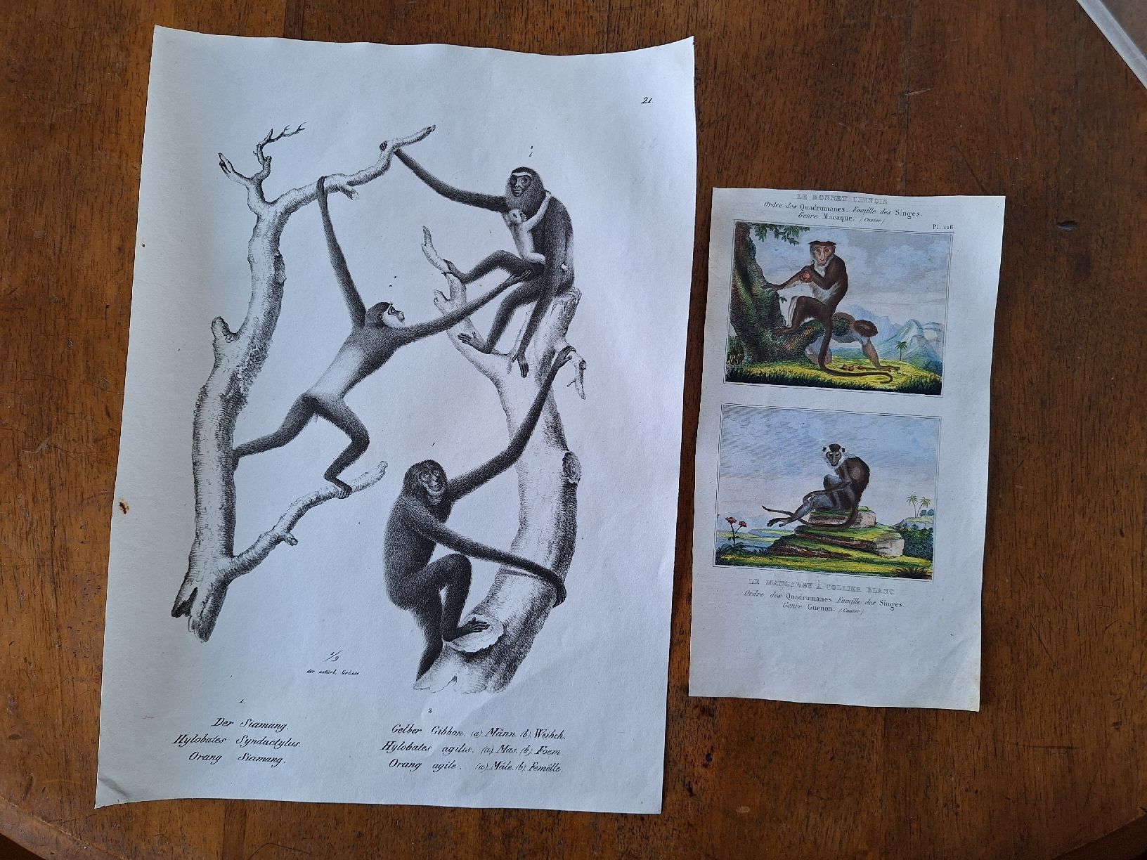 Incisioni: SINGES  2 gravures – Usato da Bevaix venduto da bohrap