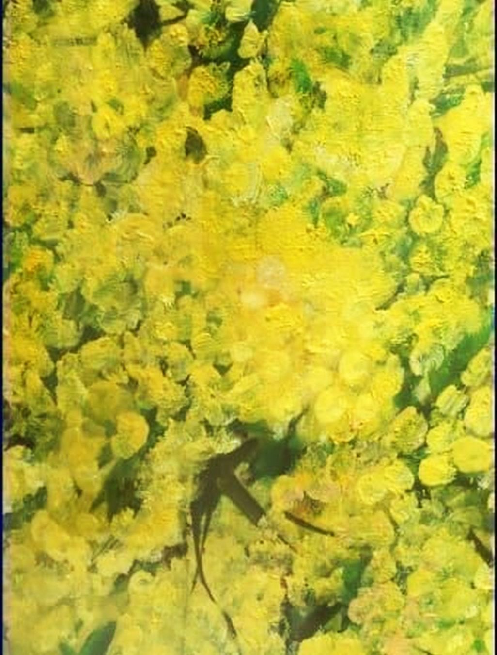 Tableaux: FLORA : Mimosa en fleurs – D'occasion à Petit-Lancy par kine 2