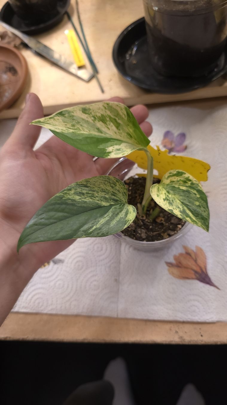 Piante & sementi: Epipremnum Marble Queen  – Nuovo (secondo la descrizione) da Neyruz FR venduto da bry_2dg9