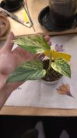 Epipremnum Marble Queen 