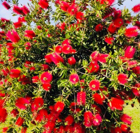 Piante & sementi: 10 samen Tropischer Busch "CALLISTEMON CITRINUS" + Anweisung – Nuovo e nell'imballaggio originale da Rovio venduto da POSITIFFARTandPLANTS 6