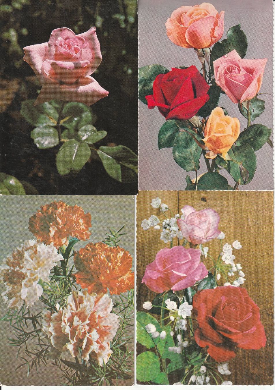 Ansichtskarten: 36 Scöne Blumenkarten – Gebraucht aus Lumbrein von made02 2
