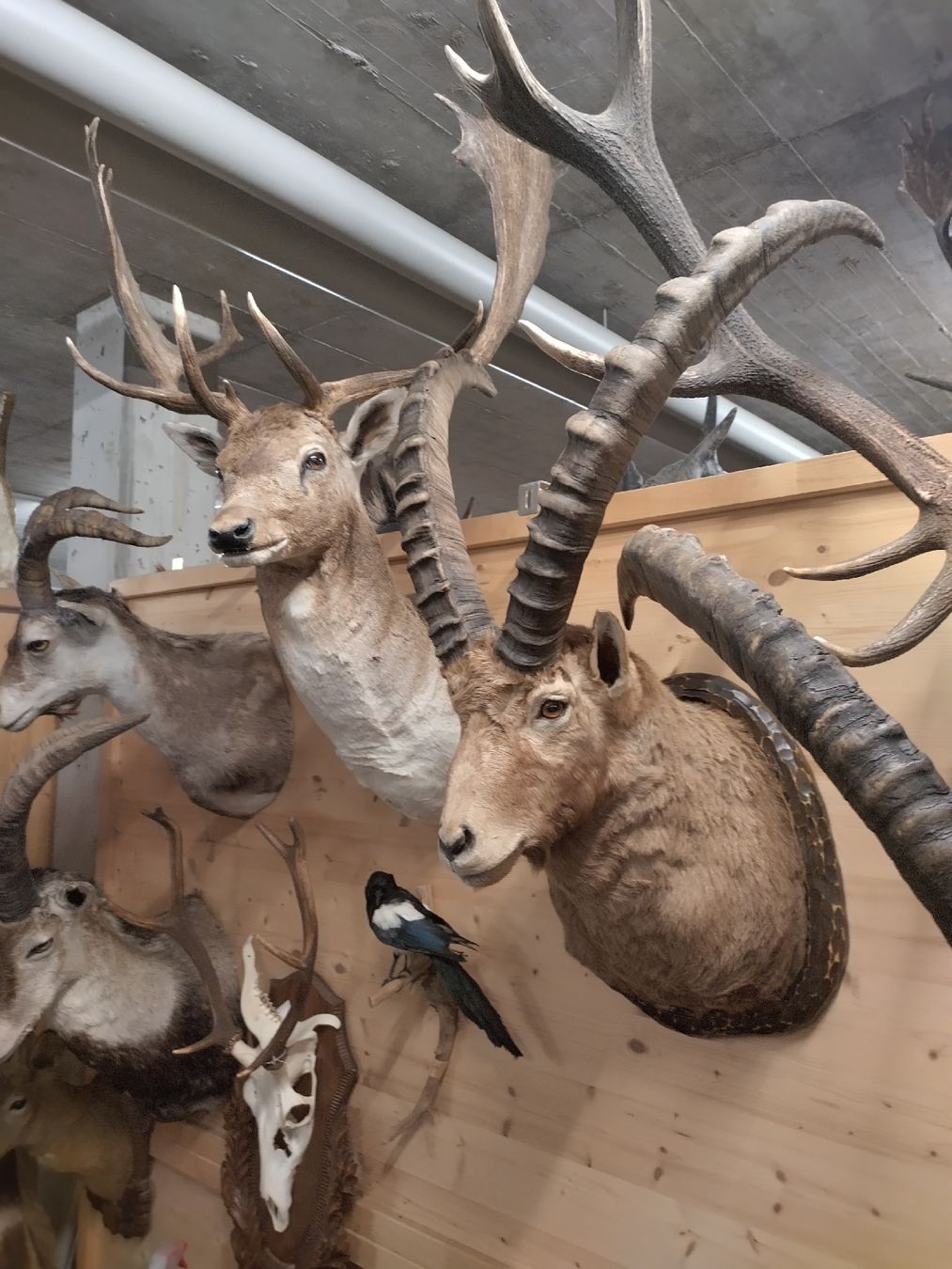 Il mondo degli animali: kapitaler Steinbock, Tierpräparat – Usato da Wettingen venduto da Bwalti