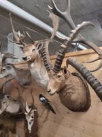 kapitaler Steinbock, Tierpräparat