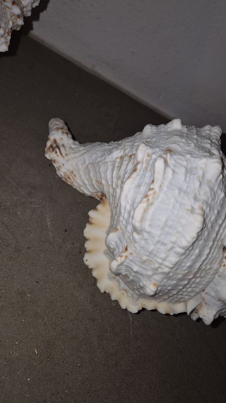 Alle Dekorationen: 3 Riesenmuscheln  – Neu (gemäss Beschreibung) aus Kölliken von MissesBossTop1 6