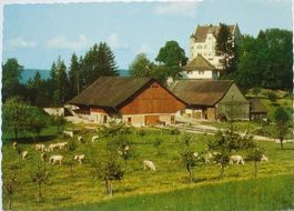STETTFURT Schloss Sonnenberg - Landwirtschaft - Kühe