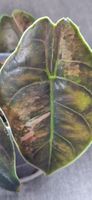 🤩Alocasia Azlanii Pink Variegata Rhizom 