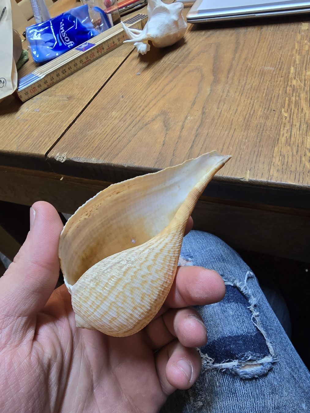 Fossili: 3 echte Muscheln (D) – Usato da Rorschach venduto da TimelessTrading 3