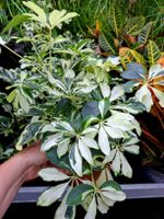Schefflera arboricola "Bianca", H: 40 -50 cm weiss / grün