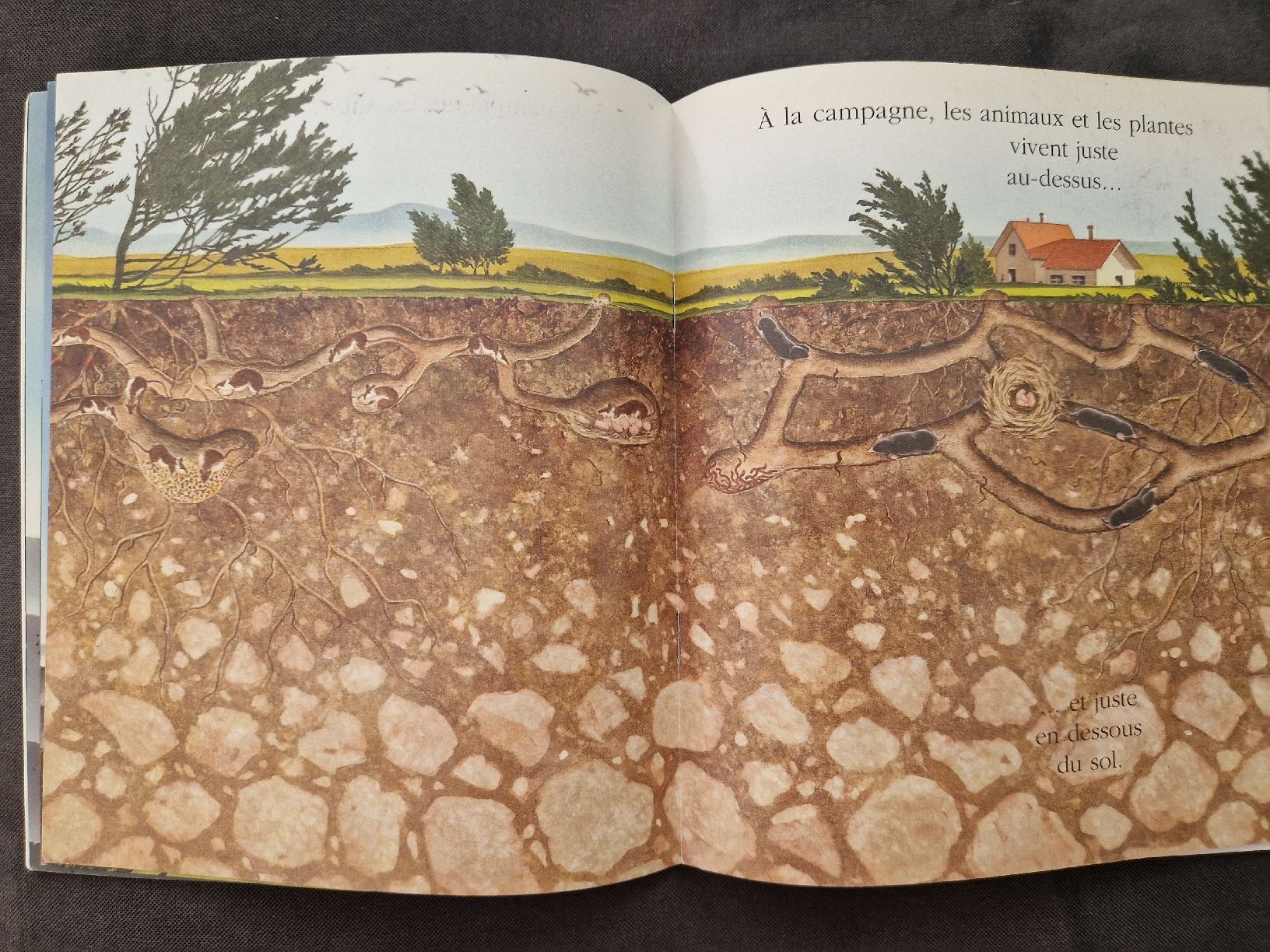 Libri: Cache-cache avec La Terre et le ciel – Nuovo (secondo la descrizione) da Villars-sur-Glâne venduto da Agnie80 4