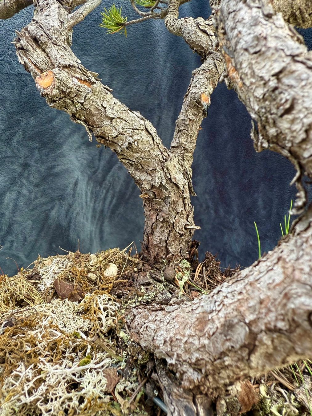 Piante & sementi: Charaktervoller Pinus Mugo Bonsai – Usato da Degersheim venduto da TreeKingdom 3