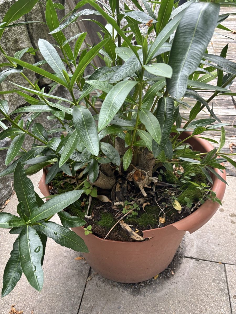 Plantes & graines: Oleander – D'occasion à Wattwil par rominger3000 1
