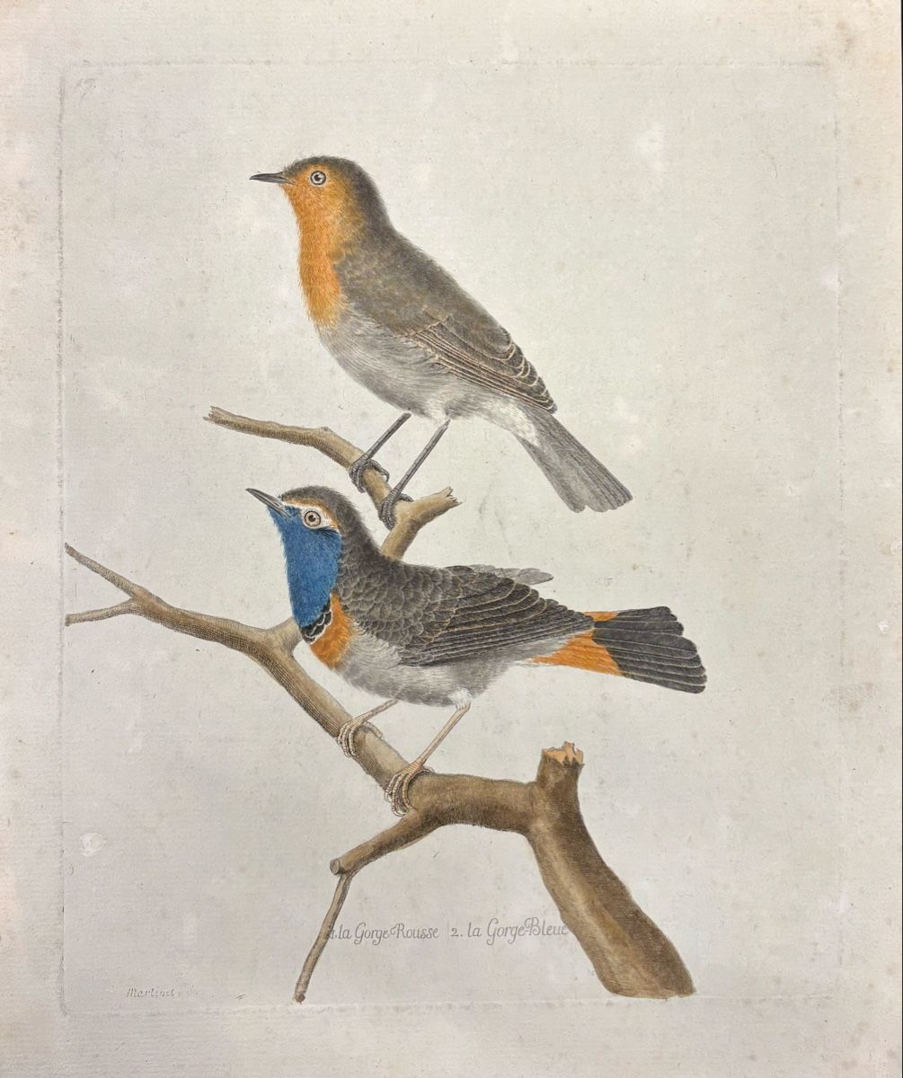 Bücher: Rotkehlchen und Blaukehlchen – Gebraucht aus liebefeld von RolandBern