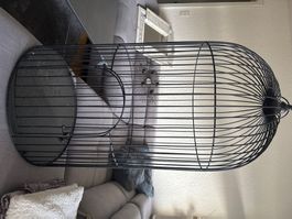 Cage pour oiseaux noire, grande, parfait état