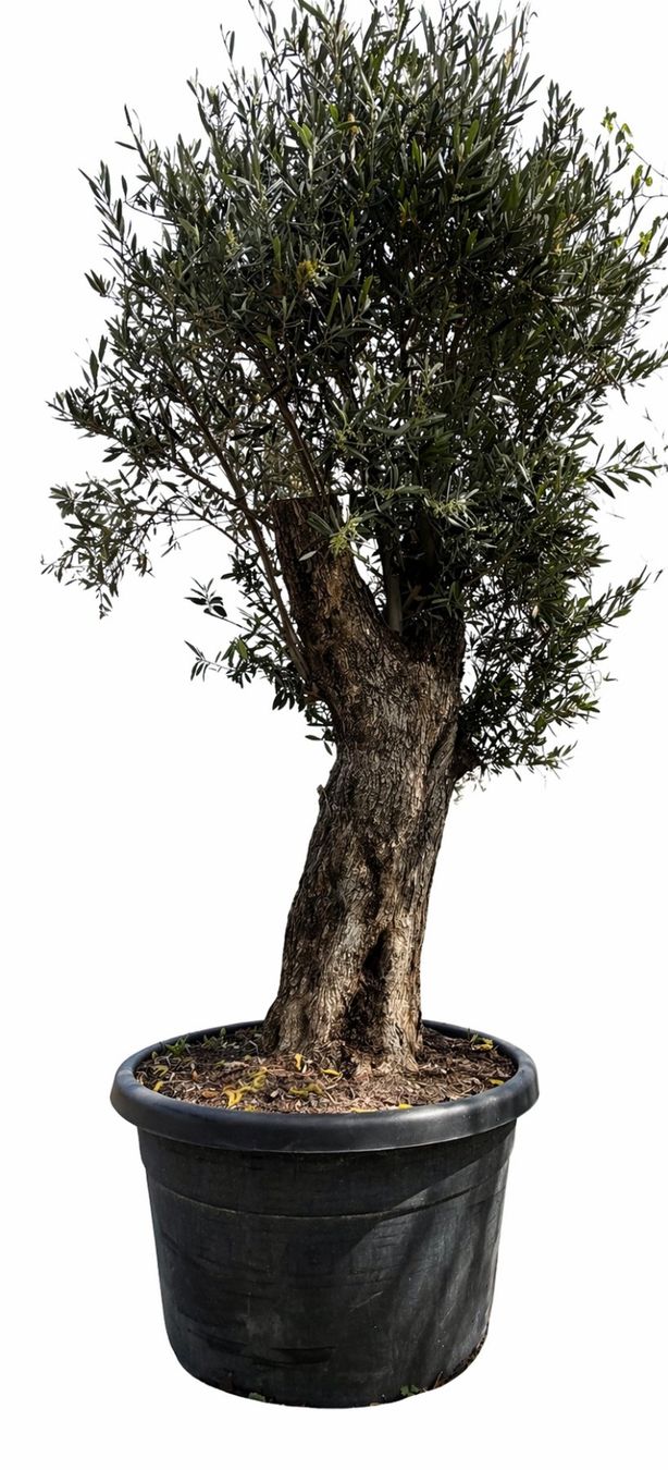 Pflanzen & Samen: Olivenbau "Olea Europea 17" Versand möglich – Neu und originalverpackt aus Zuckenriet von Thur_Plant