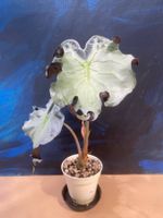 Alocasia Venom Rhizom