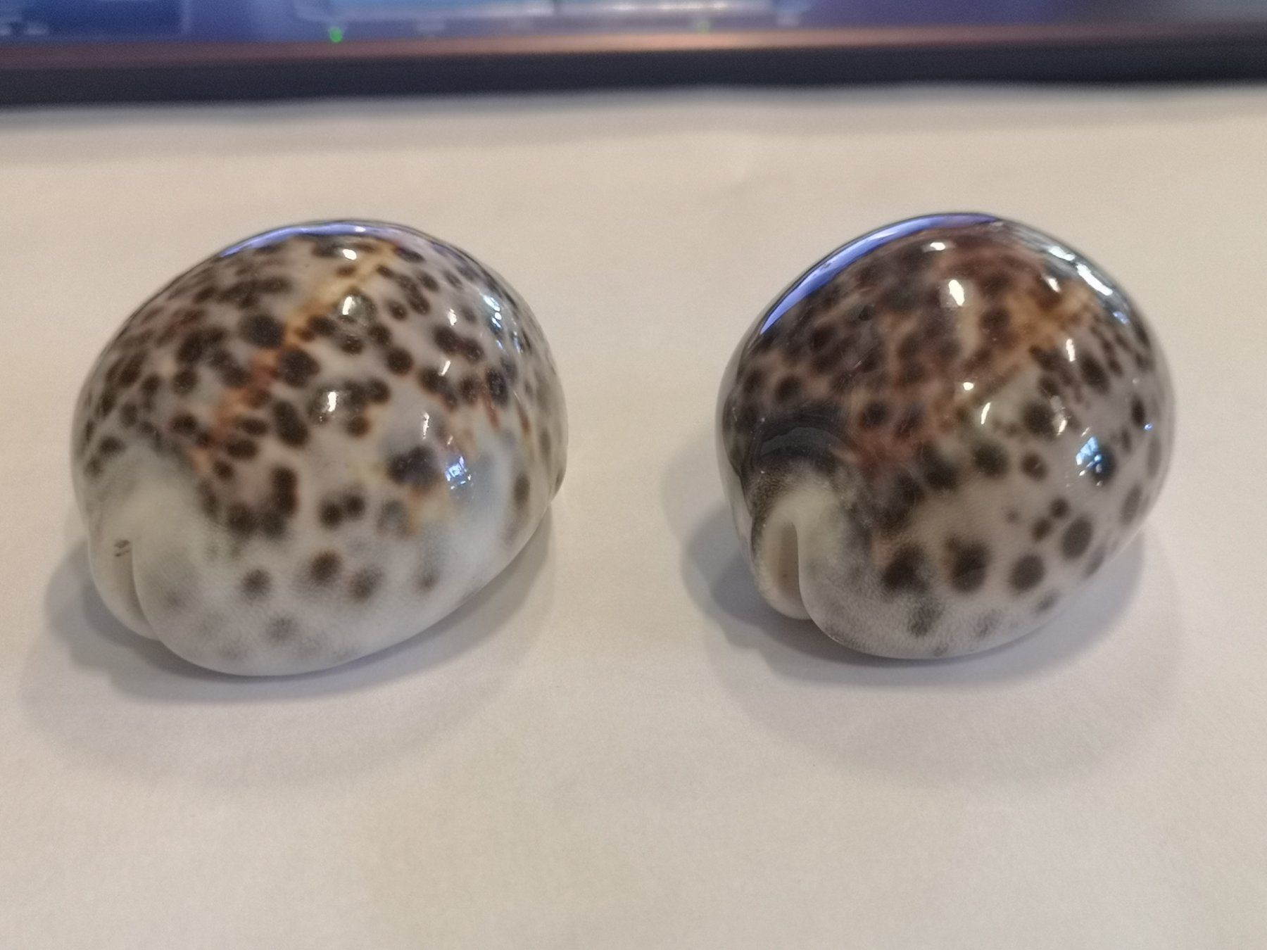 2x Vintage Tiger Kauri Shell Cypraea Tigris Muschel 7,5cm (Neu (gemäss ...