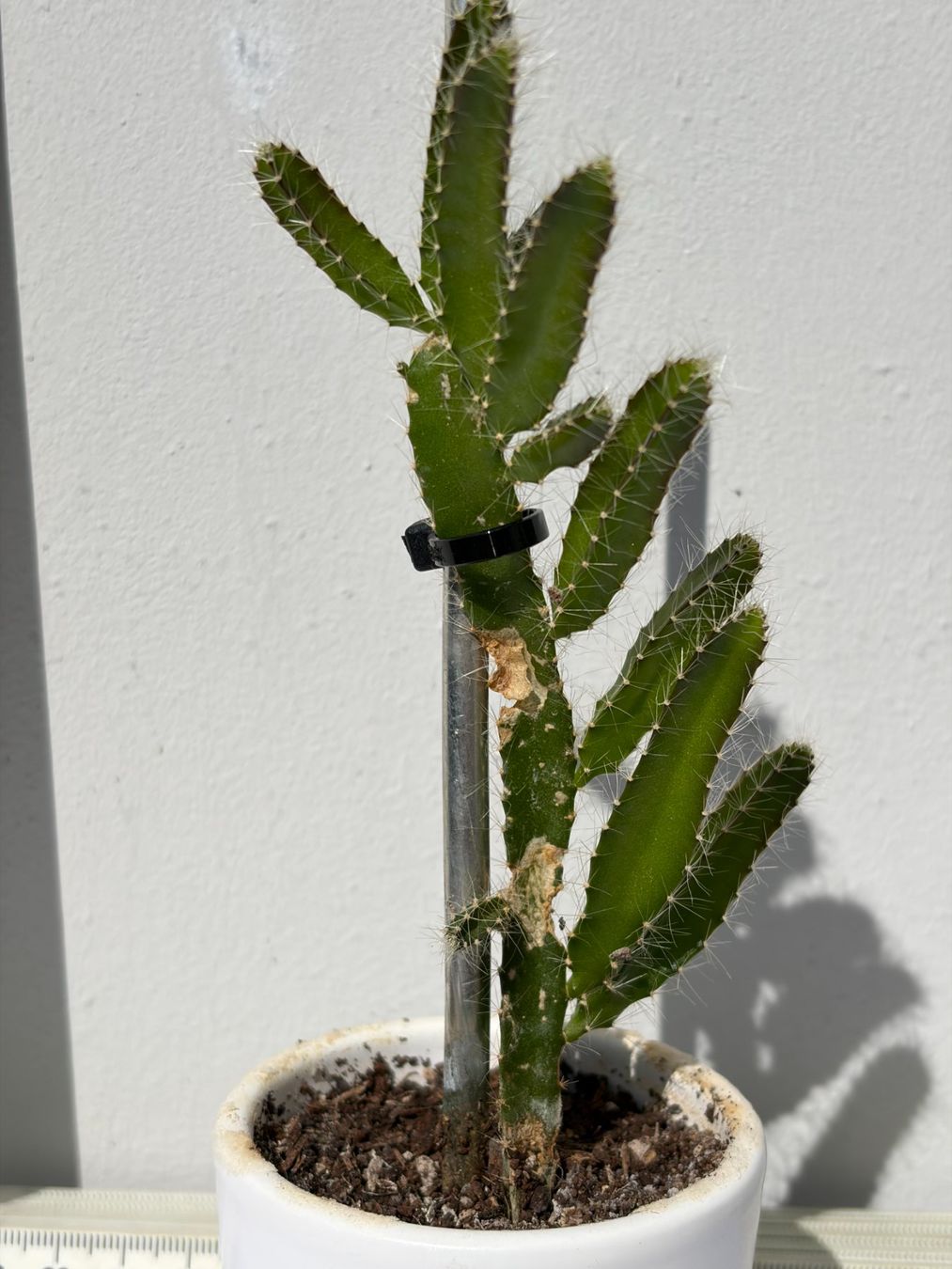 Pflanzen & Samen: Drachenfrucht-Pflanzen, (rotfleischige Drachenfrucht) – Gebraucht aus Boll von NRie 2