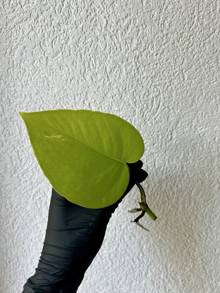 Piante & sementi: Pothos Néon boutures avec racines – Usato da Develier venduto da mel_qd2m 2