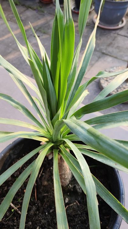 Yucca Palme Palmlilie Pflanze Balkon Terrasse Zimmer Kaufen auf Ricardo