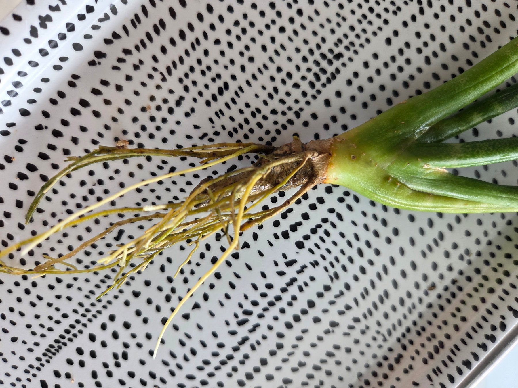 Pflanzen & Samen: ** sansevieria cylindrica** – Gebraucht aus Broc von omegadlocks 1